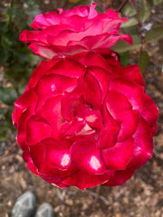 Fire and Ice - Modern Shrub / Floribunda Rose