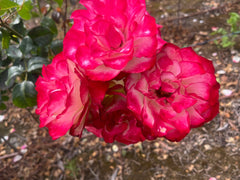 Fire and Ice - Modern Shrub / Floribunda Rose