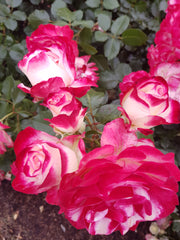 Fire and Ice - Modern Shrub / Floribunda Rose