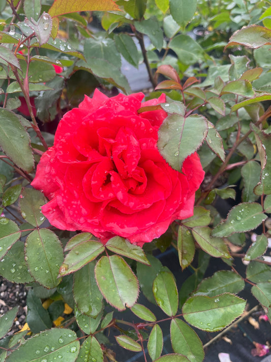 Fragrant Cloud - Hybrid Tea Rose
