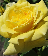Friesia - Floribunda Rose 2ft patio standard