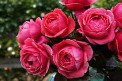 Fruity Parfuma - Modern Shrub (bare rooted)