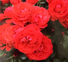 Gift Of Friendship New Release Floribunda Bush Rose