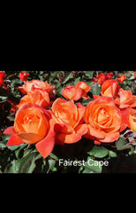 Fairest Cape Hybrid Tea New Release Bush Rose