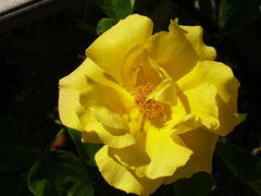 Golden Holstein Floribunda Bush Rose 2ft patio standard (Bareroot)