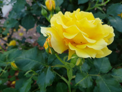 Gold Bunny - climbing Floribunda Rose (bare rooted)