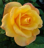 Gold Medal - Hybrid Tea Rose