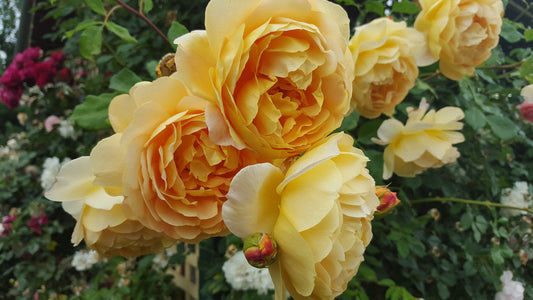 Graham Thomas - David Austin Rose