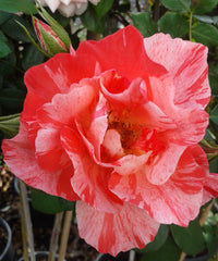 Grimaldi - Delbard - Modern Shrub (bare rooted)