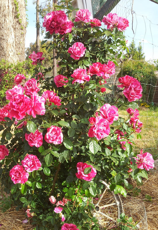 Guy Savoy - Delbard - Climbing Rose