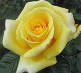 Glorious Hybrid Tea Bush Rose