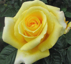 Glorious Hybrid Tea Bush Rose (Bareroot)