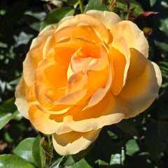 Golden Beauty - 2ft patio standard (Bareroot)