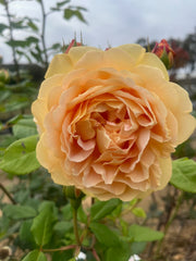 Golden Celebration - David Austin Climbing Rose