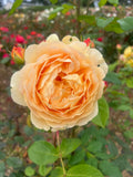 Golden Celebration - David Austin Climbing Rose