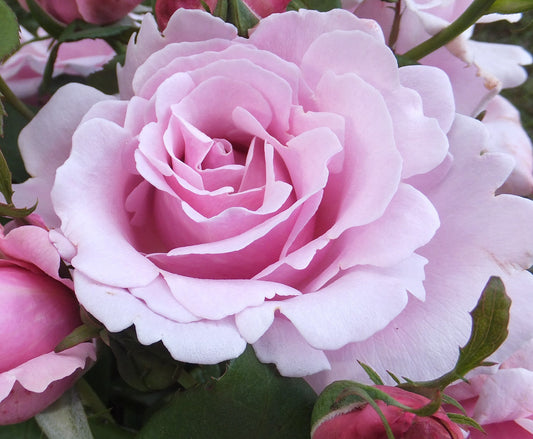 Heaven Scent - Hybrid Tea Rose