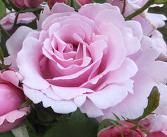 Heaven Scent - Hybrid Tea Rose (bare rooted)