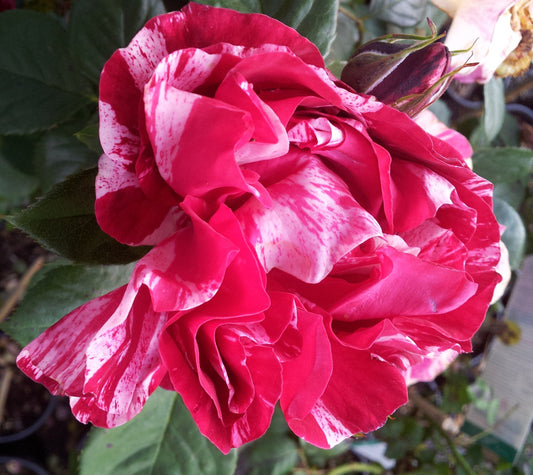 Henri Matisse - Delbard Rose