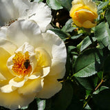 Happy Birthday! - Modern Shrub