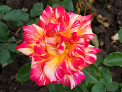 Harry Wheatcroft Hybrid Tea Bush Rose (Bare-rooted)