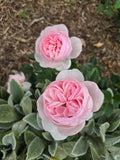 Heritage - David Austin Rose