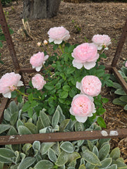 Heritage - David Austin Rose 2ft patio standard