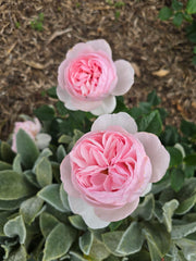 Heritage - David Austin Rose 2ft patio standard