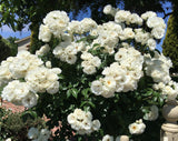 Iceberg - Climbing Rose