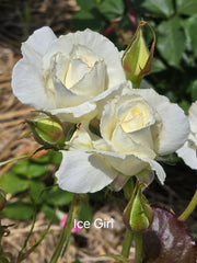 Ice Girl New Release Hybrid Tea Bush Rose (Bareroot)