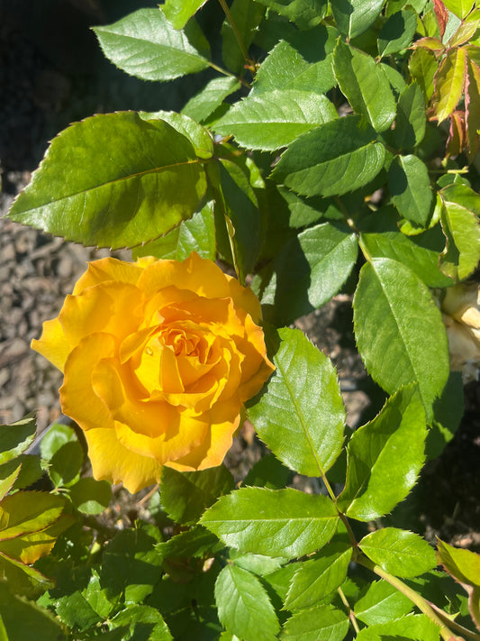 Kellys Gold Floribunda Bush Rose