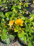 Kellys Gold Floribunda Bush Rose