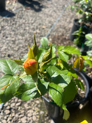 Kellys Gold Floribunda Bush Rose (Bareroot)