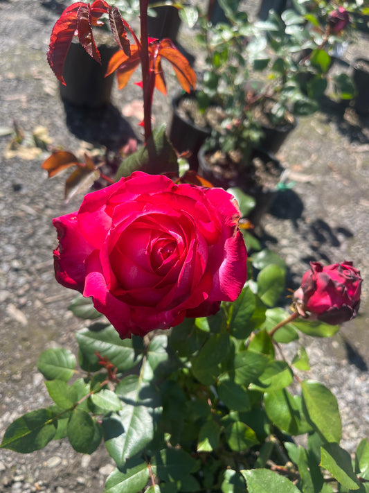 Olympic Torch Hybrid Tea Bush Rose
