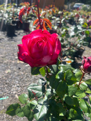 Olympic Torch Hybrid Tea Bush Rose (Bare-rooted)
