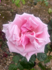 Truly Yours Hybrid Tea New Release Bush Rose (bare-rooted)