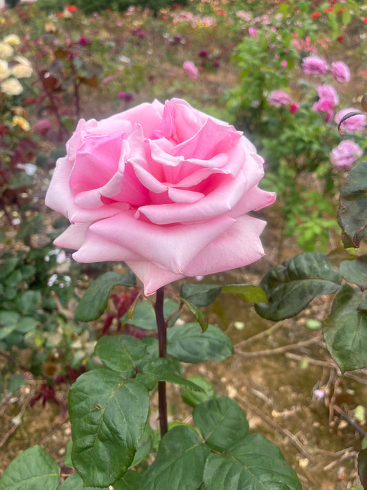 Truly Yours Hybrid Tea New Release Bush Rose