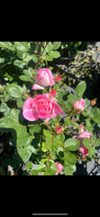 Care Free Wonder Floribunda New Release Bush Rose