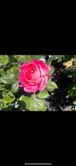 Care Free Wonder Floribunda New Release Bush Rose