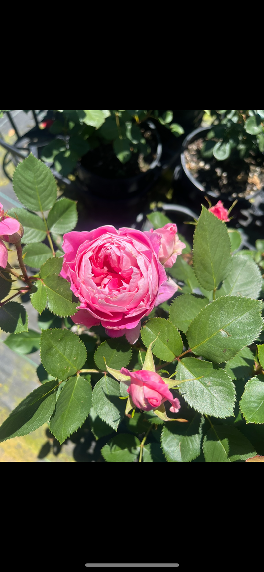Care Free Wonder Floribunda New Release Bush Rose