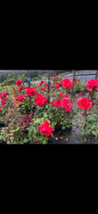 Red Fan Potted Bush Rose