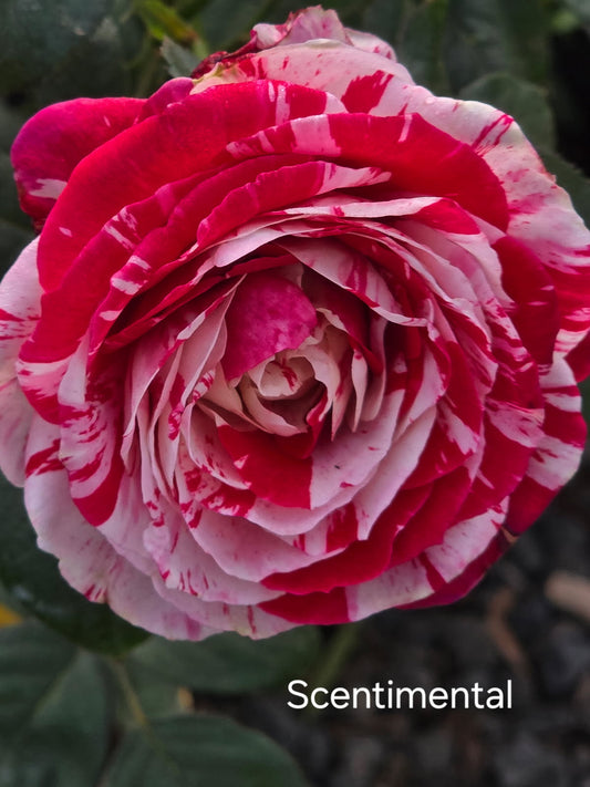 Scentimental - 2ft patio standard (Bareroot)