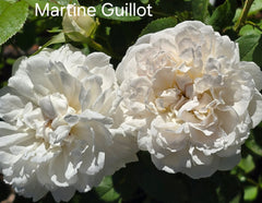 Martine Guillot New Release Bush Rose (Bare-rooted)