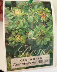 Chinese Viridflora (Bareroot)