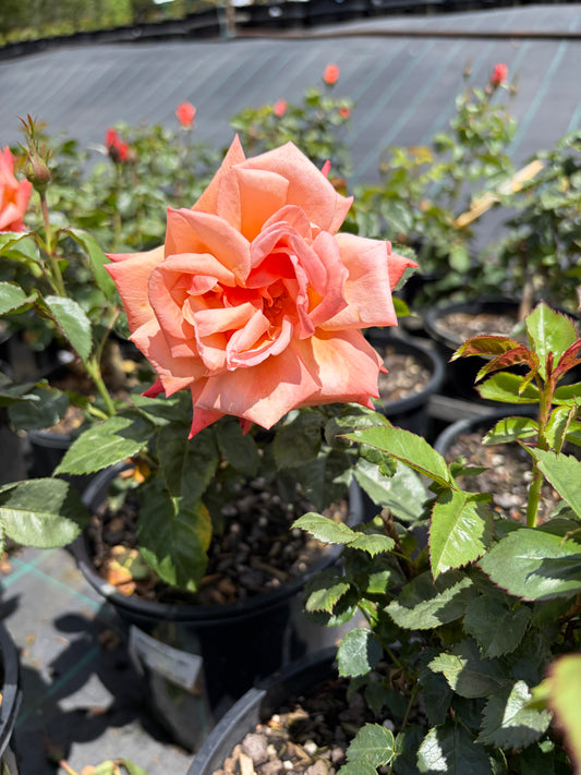 Remember Me - Hybrid Tea Bush Rose