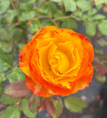 Tequila Sunrise Hybrid Tea 2ft patio standard (Bareroot)