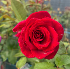 Mr. Lincoln - Hybrid Tea Rose 2ft patio standard (Bareroot)