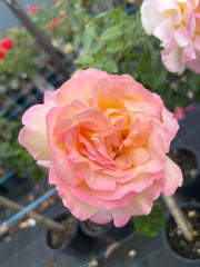Peace - Hybrid Tea 2ft patio standard (Bareroot)