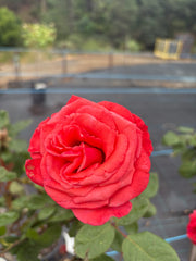 Ilona Hybrid Tea Bush Rose 2ft patio standard (Bareroot)