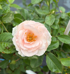 Many Happy Returns - 2ft patio standard