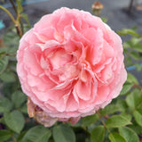 Abraham Darby David Austin Rose 2ft Patio Standard